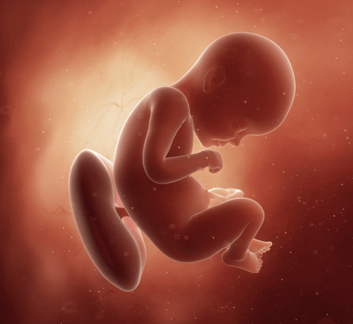 29_98ca2e62-530a-45a7-b35f-78e9d8294046 - Mustela Türkiye - 1