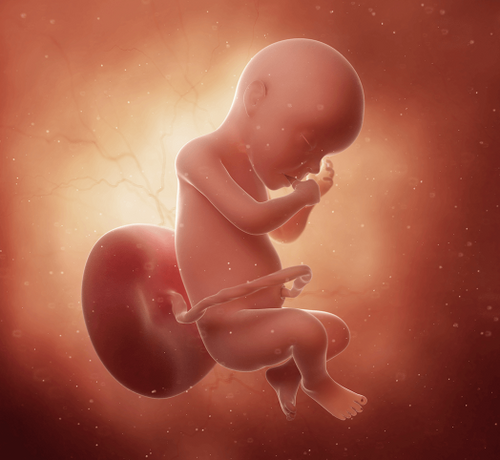 30_a86a4960-07c5-4a57-b1dc-d2b55cd24573 - Mustela Türkiye - 1