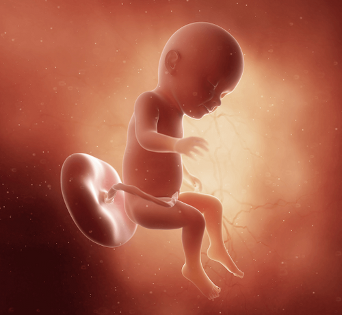 31_c5dc3185-2337-4d20-9a31-37311b2009e3 - Mustela Türkiye - 1