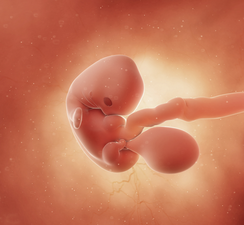 7_62df06e7-1ad0-4fb4-8b50-f86af3af2fb0 - Mustela Türkiye - 1