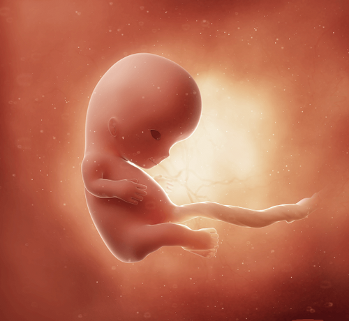 10_1_94edb0eb-4b62-4073-9c4c-ce1a7c31a315 - Mustela Türkiye - 1