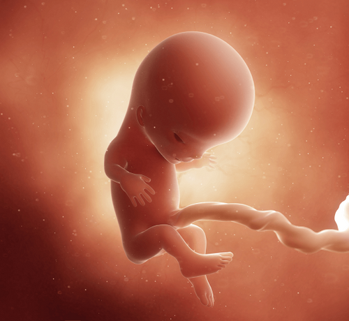 11 Haftalık Gebelik - Mustela Türkiye - 1