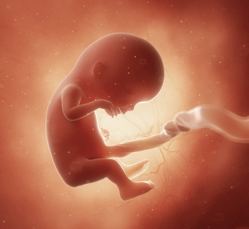 12_1_9c7319a1-0c87-4966-b9c6-6cb34d6650f0 - Mustela Türkiye - 1