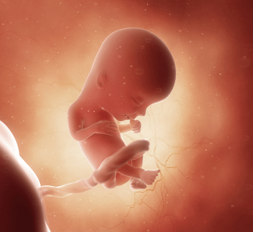 13 Haftalık Gebelik - Mustela Türkiye - 1