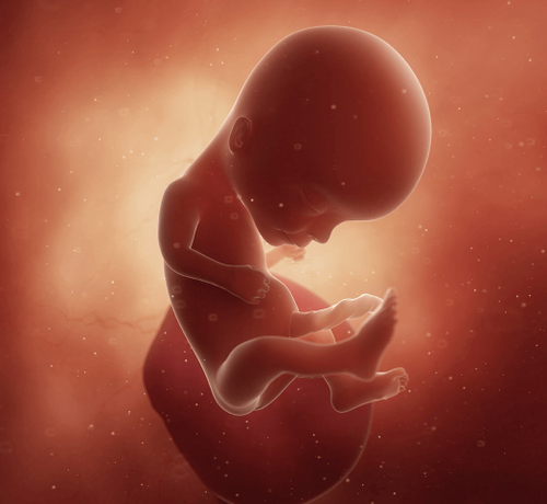 14 Haftalık Gebelik - Mustela Türkiye - 1