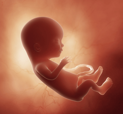 15 Haftalık Gebelik - Mustela Türkiye - 1