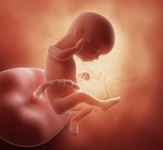 BBC - Health: Unborn baby development gallery week by week