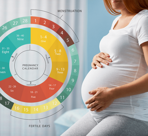 Gebelik Hesaplama: Nasıl Yapılır? Gebelik Hesaplama Cetveli Nedir? - Mustela Türkiye - 1