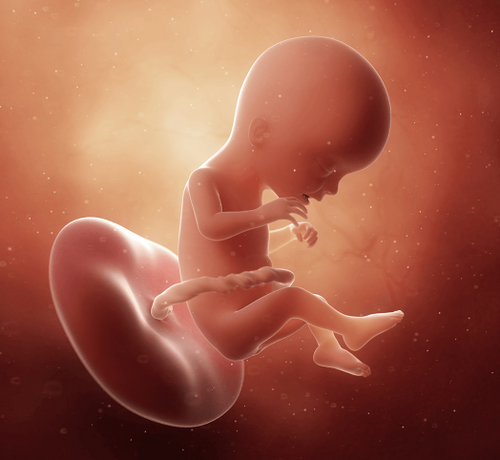 17 Haftalık Gebelik - Mustela Türkiye - 1