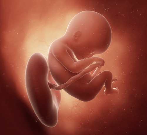 18_8fb7bb14-f9f1-42f5-a3d6-0d303d2249f6 - Mustela Türkiye - 1