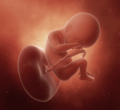 19_3c5bb16c-c6bd-4d2c-b3fc-a84b10f2019a - Mustela Türkiye - 1