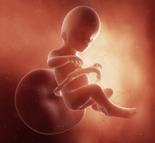 20 Haftalık Gebelik - Mustela Türkiye - 1