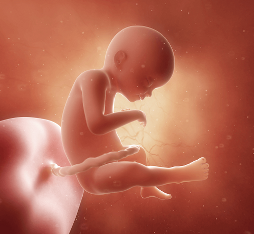 21 Haftalık Gebelik - Mustela Türkiye - 1