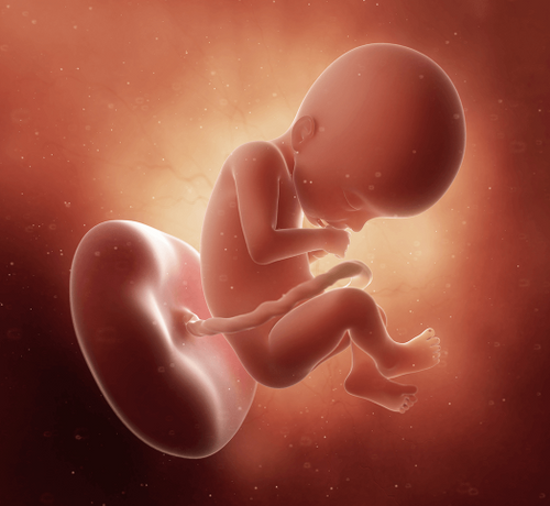 22 Haftalık Gebelik - Mustela Türkiye - 1