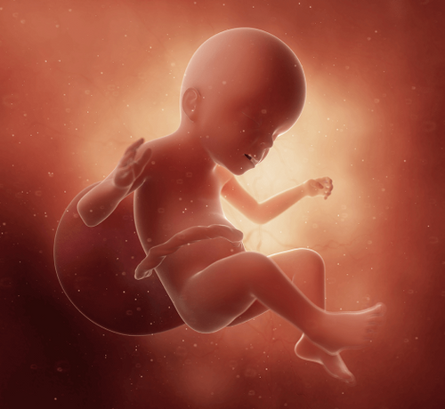 23 Haftalık Gebelik - Mustela Türkiye - 1