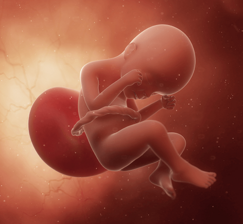 24 Haftalık Gebelik - Mustela Türkiye - 1