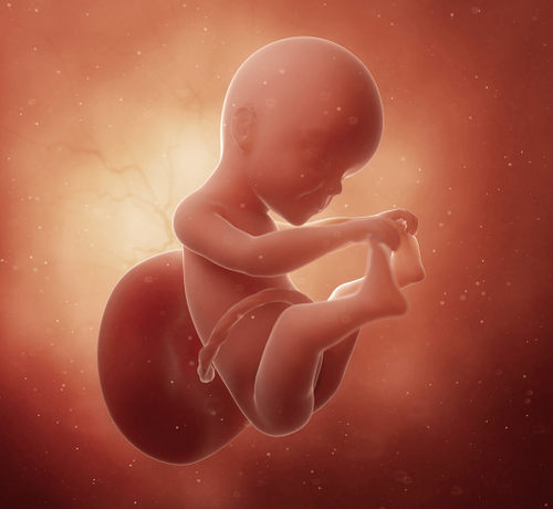 25 Haftalık Gebelik - Mustela Türkiye - 1