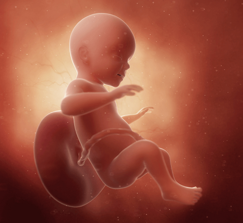 26 Haftalık Gebelik - Mustela Türkiye - 1