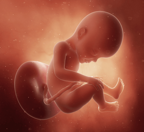 27_061eee70-abdb-4700-a1e6-690dec589512 - Mustela Türkiye - 1