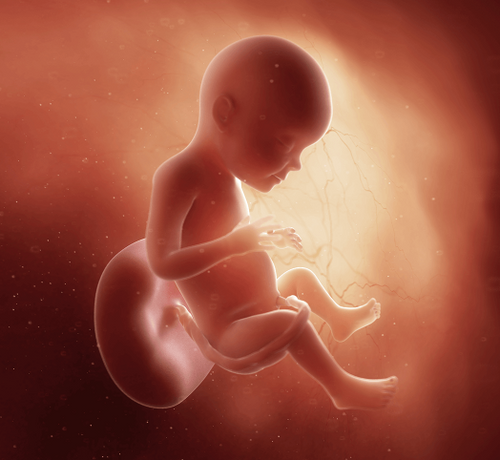 28 Haftalık Gebelik - Mustela Türkiye - 1