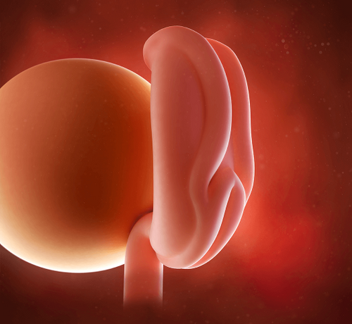 2 Haftalık Gebelik - Mustela Türkiye - 1