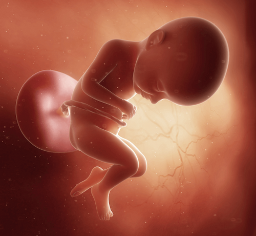 32 Haftalık Gebelik - Mustela Türkiye - 1