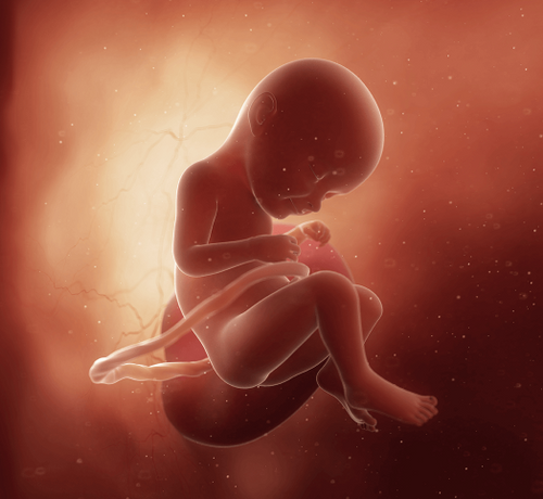 33_ebb61cb6-083c-49be-8b62-bd9e2f6f6079 - Mustela Türkiye - 1