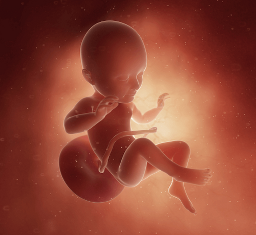 34 Haftalık Gebelik - Mustela Türkiye - 1