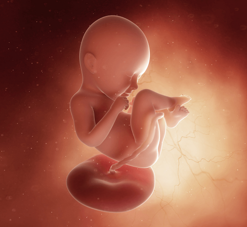 35 Haftalık Gebelik - Mustela Türkiye - 1