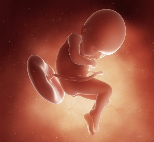 36 Haftalık Gebelik - Mustela Türkiye - 1