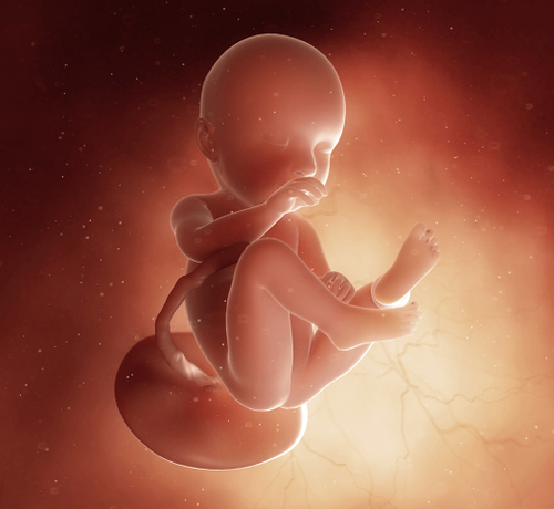 37_0_fb794bbf-e841-463f-b217-cb897ffdea16 - Mustela Türkiye - 1