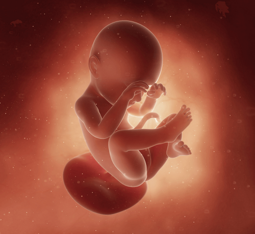 38 Haftalık Gebelik - Mustela Türkiye - 1