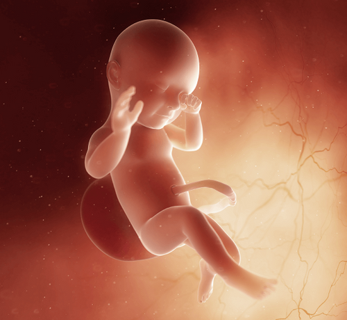 39 Haftalık Gebelik - Mustela Türkiye - 1