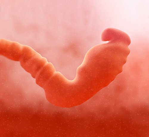 3_54496896-0e2a-49b9-9cc2-e914c852f175 - Mustela Türkiye - 1