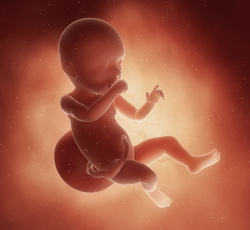 40 Haftalık Gebelik - Mustela Türkiye - 1