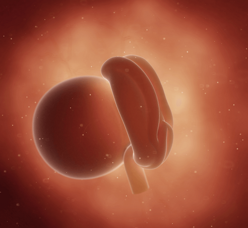 4 Haftalık Gebelik - Mustela Türkiye - 1