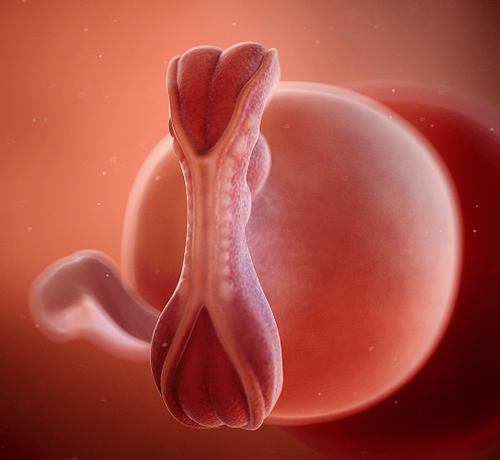 5_3696ddbe-a25e-4760-80ca-c7200914612a - Mustela Türkiye - 1