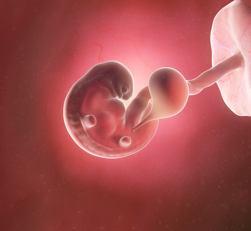 6_7e78bd06-b2b5-4951-bcba-4a91f3d8f605 - Mustela Türkiye - 1