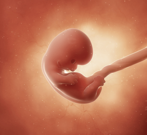 8_1_c627a4f3-cc57-4589-9be2-233f84839662 - Mustela Türkiye - 1