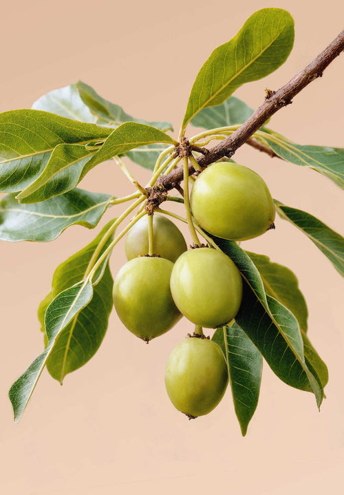 ABOUT-US_PAGE-DANS-NOS-PRODUITS_PHOTO-BLOC-2_SLIDE-8 - Mustela Türkiye - 1