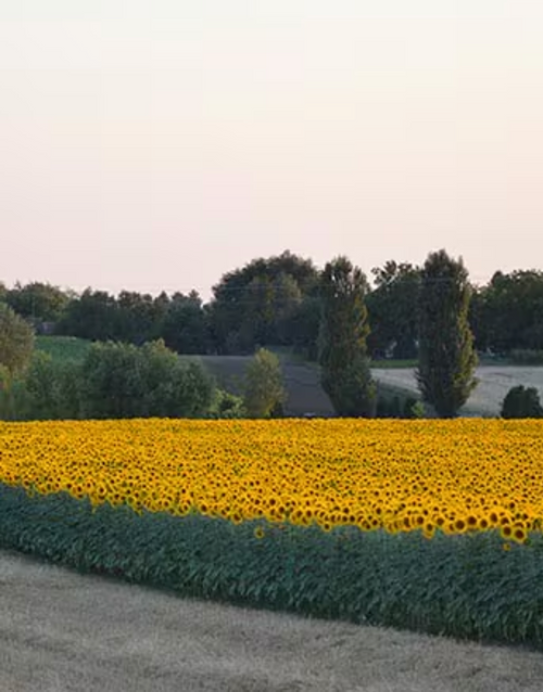 Capture_d_ecran_2024-07-15_a_14 - Mustela Türkiye - 1