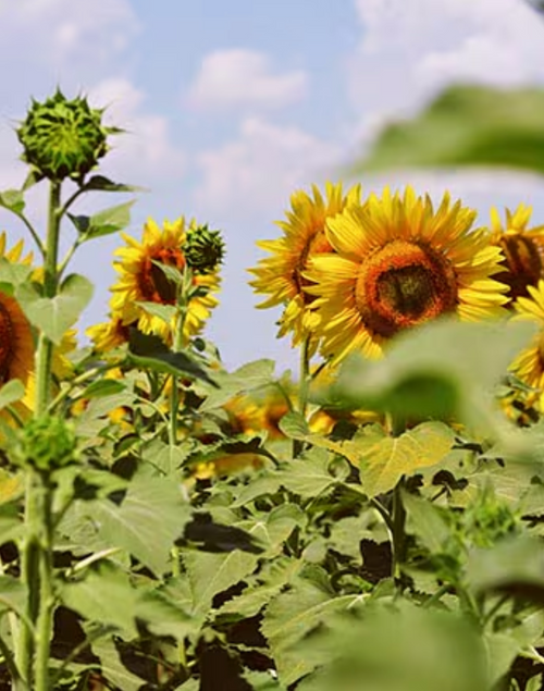 Capture_d_ecran_2024-07-15_a_14 - Mustela Türkiye - 1