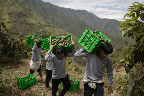 Capture_d_ecran_le_2025-09-01_a_10 - Mustela Türkiye - 1