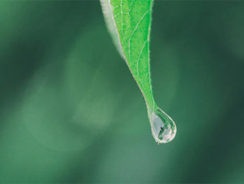 Rectangle_6 - Mustela Türkiye - 1