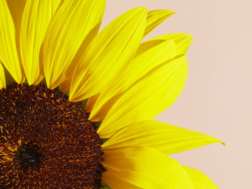 TOURNESOL_f92cd21c-8034-492c-ba76-c6d45f693eac - Mustela Türkiye - 1