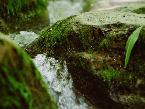 composition_et_production_2 - Mustela Türkiye - 1