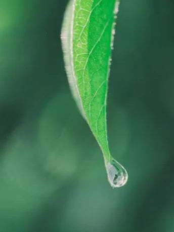 extraction_vegetale - Mustela Türkiye - 1