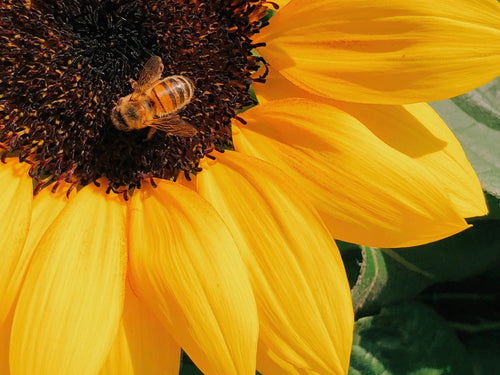 ingredients-naturels-bio-min - Mustela Türkiye - 1