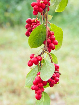 slider_schisandra-ingredient-mustela_275x366_dec82f90-7ccf-4e0f-a619-8762a1759079 - Mustela Türkiye - 1