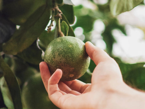 sourcing-durable-min - Mustela Türkiye - 1